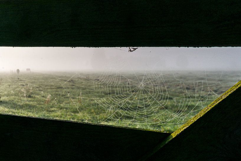 Spinnenweb en koeien in de mist von Kees van der Rest