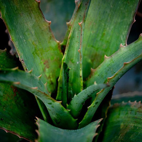 Spiky plant by Ineke Huizing
