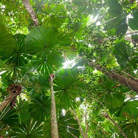 Majestätische Fächerpalme im Daintree Nationalpark, Queensland, Australien. von Jiri Viehmann