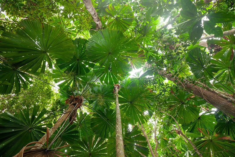 Majestic fan palm in the Daintree National Park, Queensland, Australia. by Jiri Viehmann
