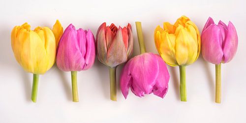 Einer tanzt immer aus der Reihe...