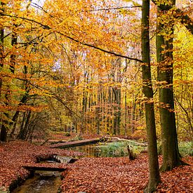 Herfst in Nederland, mooie bomen met oranje en gele bladeren getooid van Jacoline van Dijk