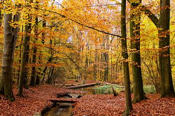 Autumn in the Netherlands, beautiful trees with orange and yellow leaves adorned by Jacoline van Dijk