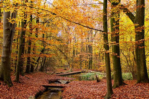 Herfst in Nederland, mooie bomen met oranje en gele bladeren getooid