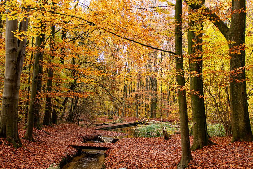 Autumn in the Netherlands, beautiful trees with orange and yellow leaves adorned by Jacoline van Dijk