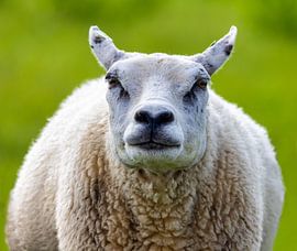 Schaf Porträt von Lens Design Studio