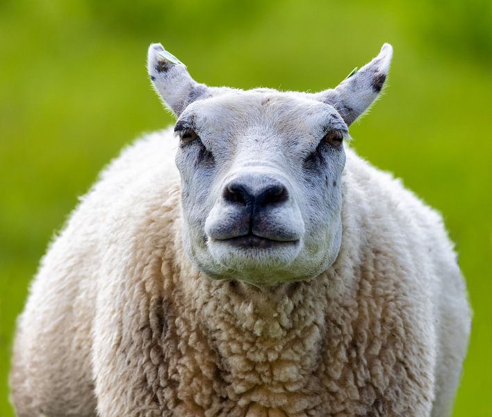Sheep portrait by Lens Design Studio