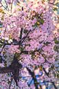 Blossom by Anouschka Hendriks thumbnail
