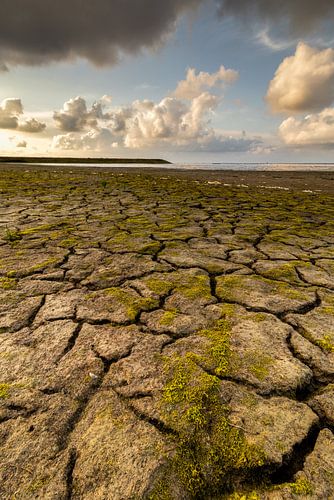 Scheuren op de bodem van het drooggevallen Wad