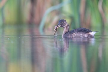 Young little grebe with prey by Sven Scraeyen