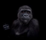 De jonge gorilla puber von Ron Meijer Photo-Art Miniaturansicht