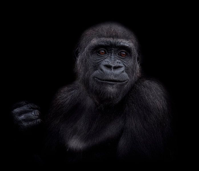 De jonge gorilla puber von Ron Meijer Photo-Art
