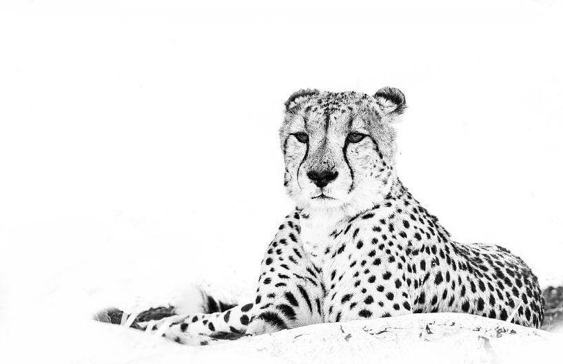 guépard par Robert Styppa