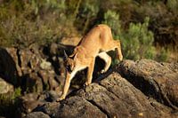Le caracal urbanisé