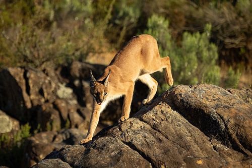 Le caracal urbanisé sur Shane van Dyk