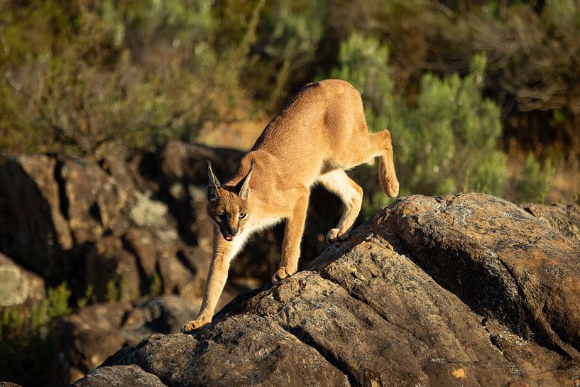 The urbanised caracal by Shane van Dyk