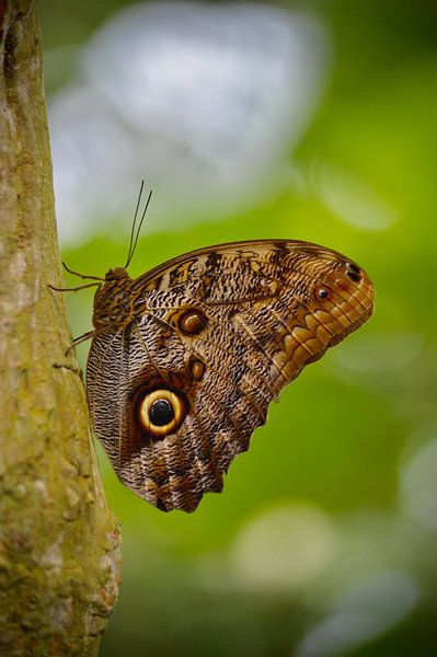 Schmetterling von WeVaFotografie