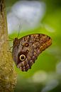 Schmetterling von WeVaFotografie Miniaturansicht