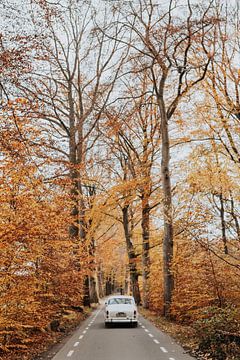 Nederland | herfst | oranje | bos | oldtimer roadtrip | Veluwe van Iris van Tricht