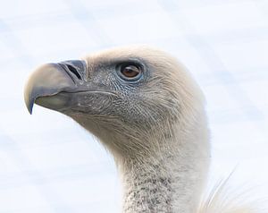 Gänsegeier.