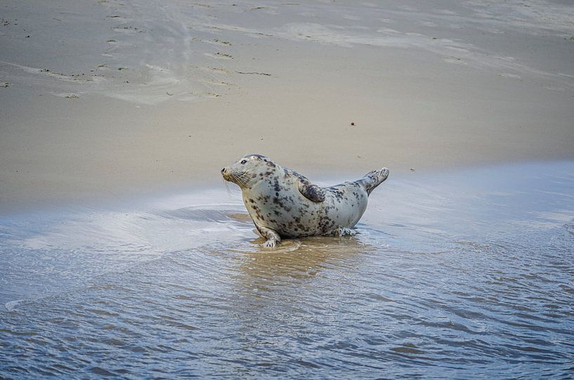 Grey Seal on waterfront by Annemarie van der Hilst