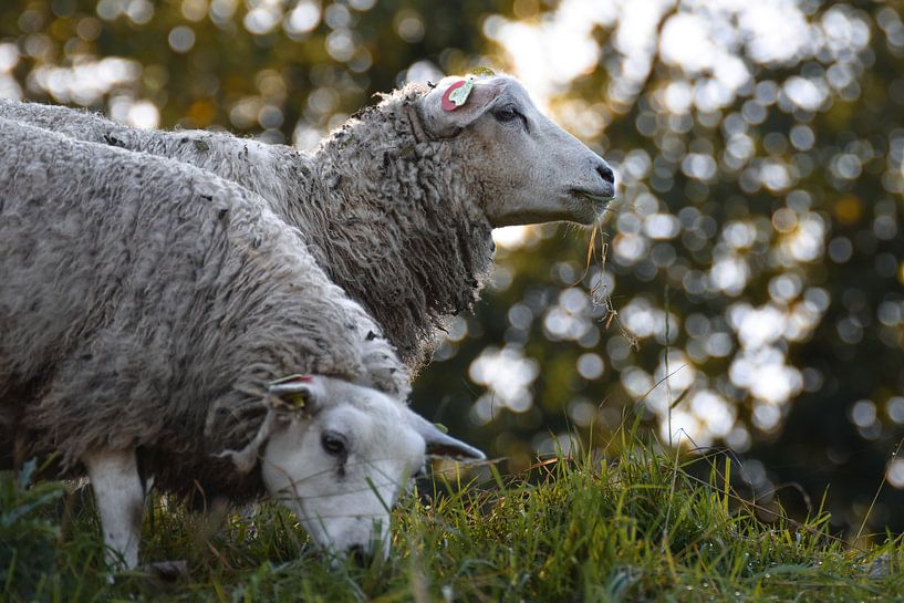Grazing sheep by Kim de Been