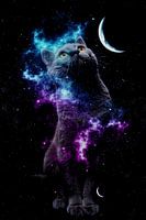 Cat Galaxy