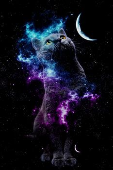 Cat Galaxy