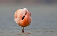 Flamingo in Nederlands water von Menno Schaefer Miniaturansicht