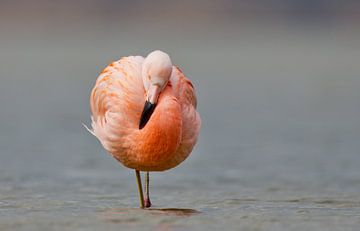 Flamingo in Nederlands water by Menno Schaefer