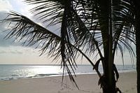 Brazil - Cumbuco - Beach - Palm tree