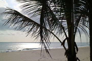 Brazilië - Cumbuco - Strand - Palmboom van Eline Douma