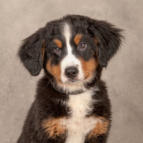 Berner Sennenhond pup
