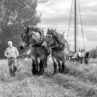 cheval de trait de halage, Hollande , pays bas 