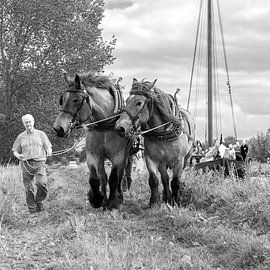 cheval de trait de halage, Hollande , pays bas  sur Alain Ulmer