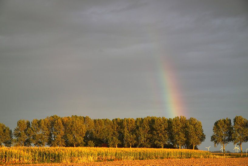Rainbow over an avenue of trees by Rolf Pötsch