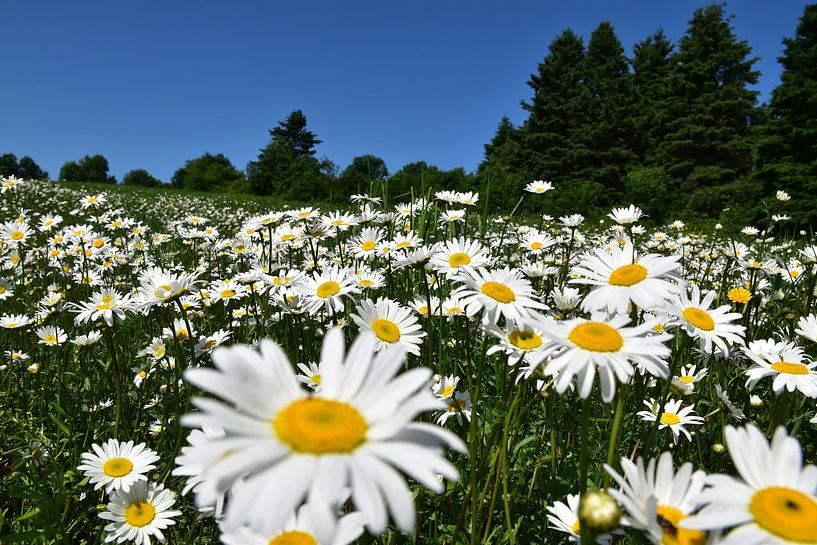 A field of daisies by Claude Laprise