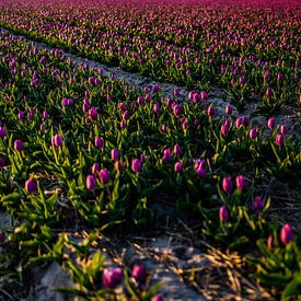 Champ de bulbes de tulipes violettes - Bollenstreek Pays-Bas sur Linsey Aandewiel-Marijnen