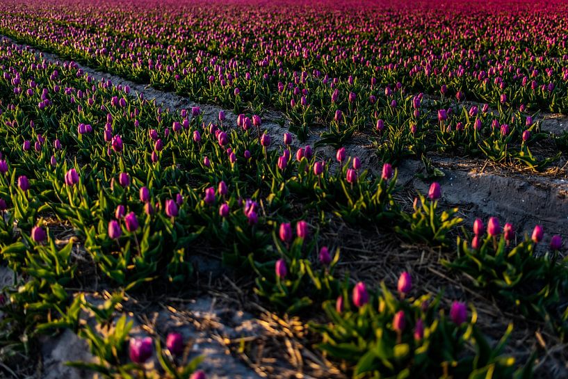Purple tulips bulb field - Bollenstreek Netherlands by Linsey Aandewiel-Marijnen