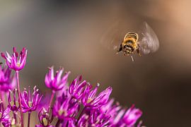Landewespe auf Blume von Karin Riethoven