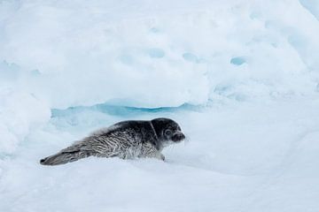 Des yeux de fouine sur la glace sur Gerry van Roosmalen