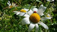 Lieveheersbeestje op margriet in de natuur.