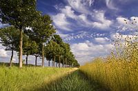 Zeeuws-Vlaams landschap