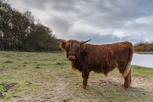 Highland Cow sur Menno Schaefer