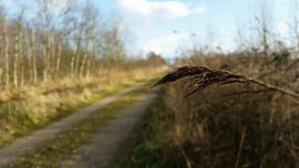 close up van een rietstengel