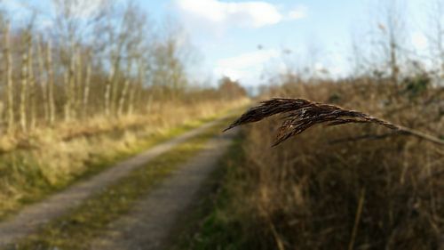 close up van een rietstengel