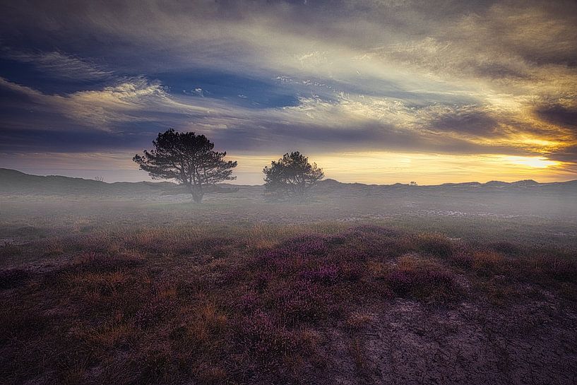 Purple savannah in the schoorl dunes by peterheinspictures
