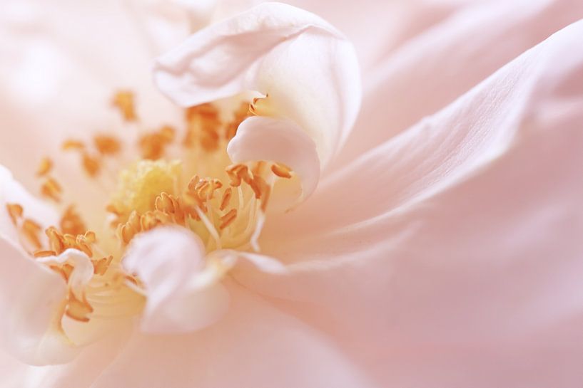 Rose Petals by LHJB Photography