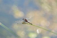 Spotted whitethroat dragonfly above the water