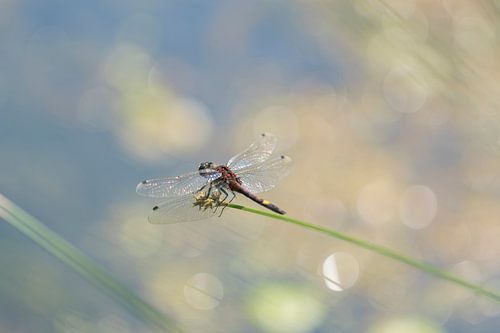 Spotted whitethroat dragonfly above the water